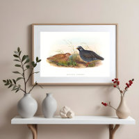 Illustrations d'oiseaux de caille de montagne