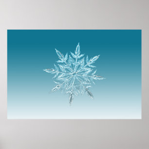 Poster illustrations snowflake ice crystal winter snow