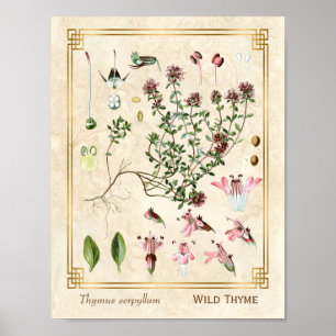 Poster Illustrations vintages de plantes sauvages Thyme B