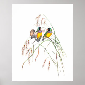 Poster Illustrations Vintages d'Oiseaux de Gouldian Finch