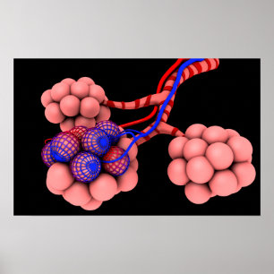 Poster Image Conceptuelle D'Alveoli 2