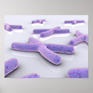 Poster Image Conceptuelle De Chromosome 4