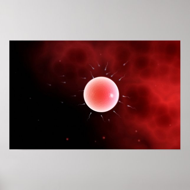 Poster Image Conceptuelle De La Fertilisation Commune (Devant)
