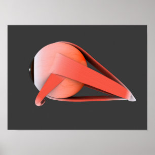 Poster Image conceptuelle de l'anatomie 7 d'oeil humain