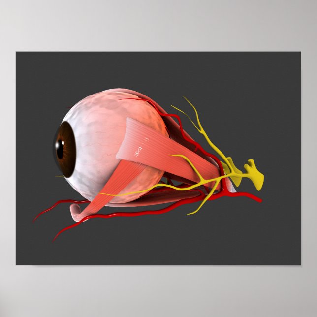 Poster Image Conceptuelle De L'Anatomie Des Yeux Humains  (Devant)
