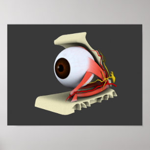 Poster Image Conceptuelle De L'Anatomie Des Yeux Humains 