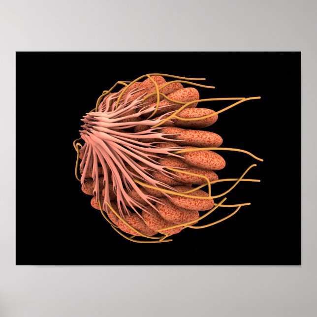 Poster Image Conceptuelle De L'Anatomie Du Sein Féminin (Devant)
