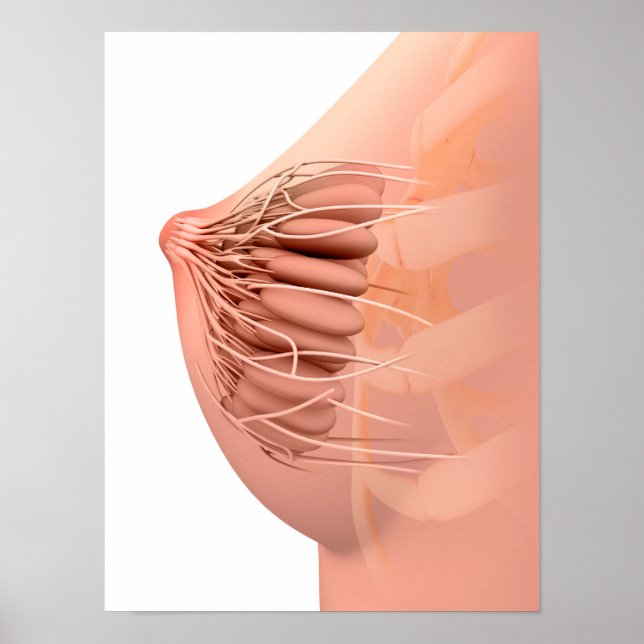 Poster Image Conceptuelle De L'Anatomie Du Sein Féminin 2 (Devant)