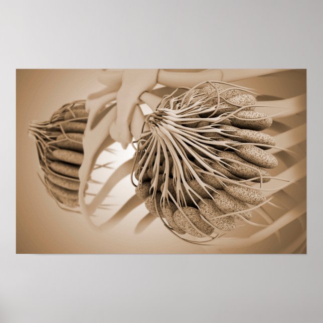 Poster Image Conceptuelle De L'Anatomie Du Sein Féminin 5 (Devant)