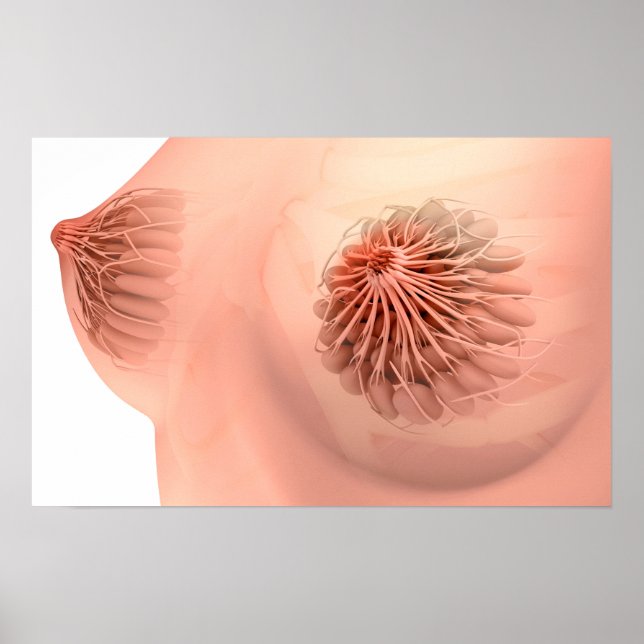 Poster Image Conceptuelle De L'Anatomie Du Sein Féminin 6 (Devant)