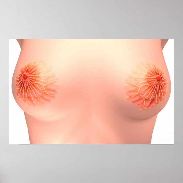 Poster Image Conceptuelle De L'Anatomie Du Sein Féminin 7 (Devant)