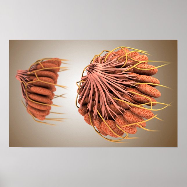 Poster Image Conceptuelle De L'Anatomie Du Sein Féminin 8 (Devant)