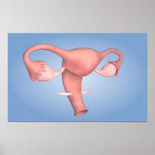 Poster Image Conceptuelle De L'Organe De Reproduction Fém