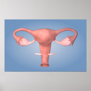 Poster Image Conceptuelle De L'Organe De Reproduction Fém