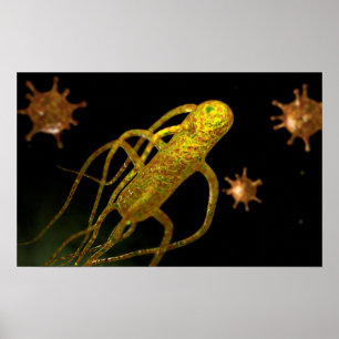 Poster Image Conceptuelle De Salmonella Typhi 1
