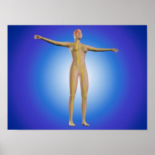 Poster Image conceptuelle de système nerveux femelle