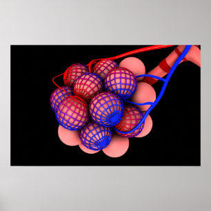 Poster Image conceptuelle des alvéoles 1