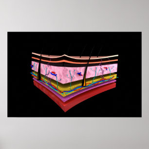 Poster Image conceptuelle des couches de peau humaine 1