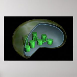 Poster Image Conceptuelle Du Chloroplaste 1