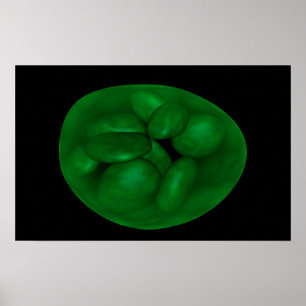Poster Image Conceptuelle Du Chloroplaste 2