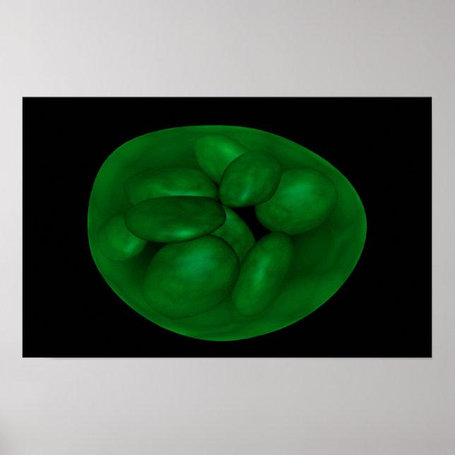 Poster Image Conceptuelle Du Chloroplaste 2 (Devant)