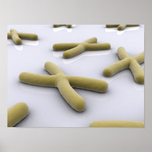 Poster Image Conceptuelle Du Chromosome 1