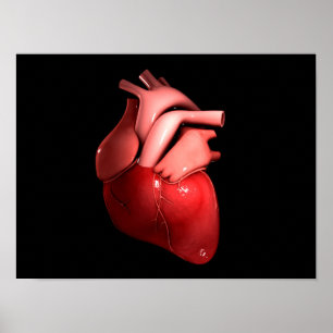 Poster Image Conceptuelle Du Coeur Humain 1