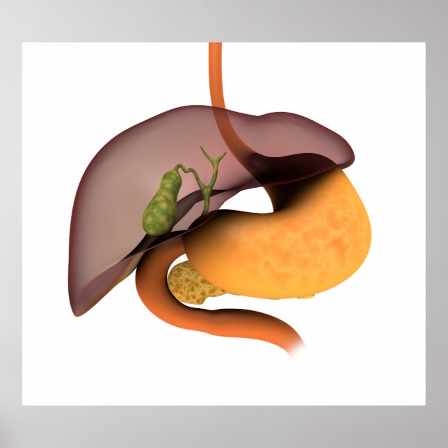 Poster Image Conceptuelle Du Système Digestif Humain 1 (Devant)