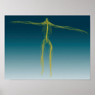 Poster Image Conceptuelle Du Système Nerveux Humain 1