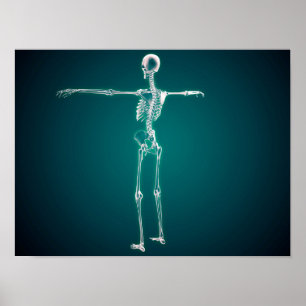 Poster Image Conceptuelle Du Système Squelettique Humain