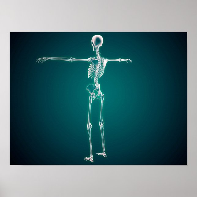 Poster Image Conceptuelle Du Système Squelettique Humain (Devant)