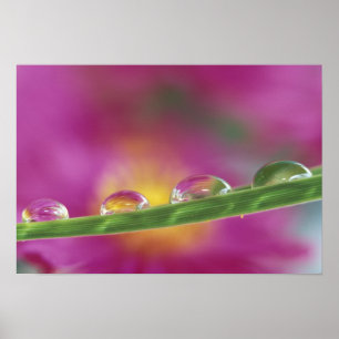 Poster Image d'asters formés dans des gouttelettes d'eau