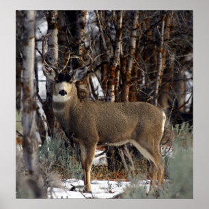 Poster Image de cerfs communs de mule, 4