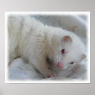 Poster Image de furet albinos