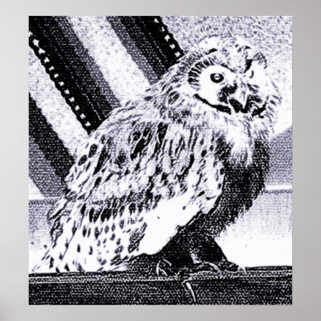 Poster Image de hibou (Devant)