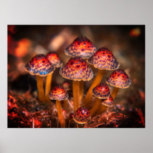 Poster Image de petits champignons sauvages sur le mur du