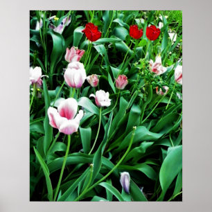Poster Image des tulipes rouges et roses