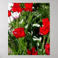 Image des tulipes rouges et roses