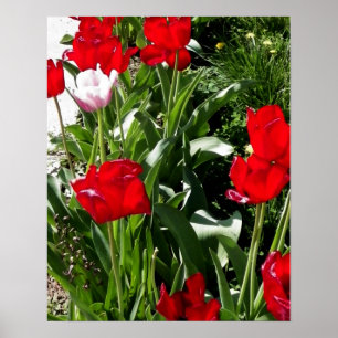 Poster Image des tulipes rouges et roses