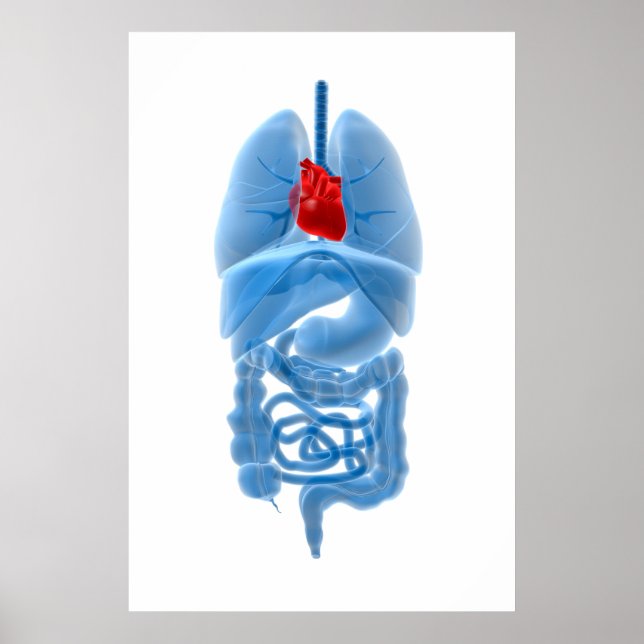 Poster Image En Rayon X D'Organes Internes Avec Coeur (Devant)