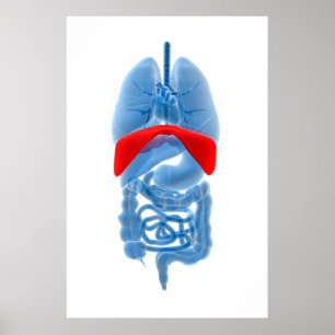 Poster Image En Rayon X D'Organes Internes Avec Diaphragm