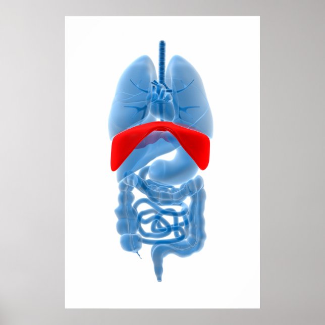 Poster Image En Rayon X D'Organes Internes Avec Diaphragm (Devant)