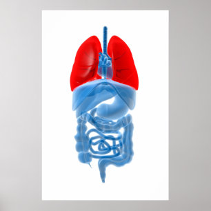 Poster Image En Rayon X D'Organes Internes Avec Poumons