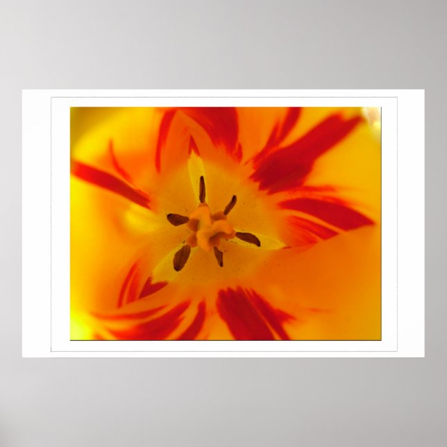 Poster Image macro de tulipe jaune et rouge (Devant)