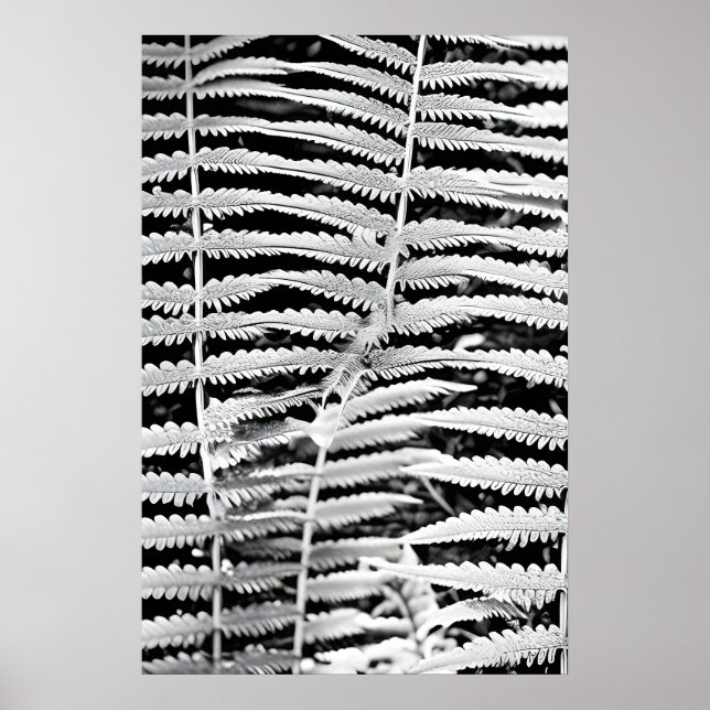 Poster Image noire et blanche de la fougère forestière (Devant)