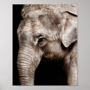 Poster Image photo d'éléphant