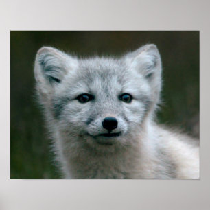 Poster Images Getty Arctic Fox Kit