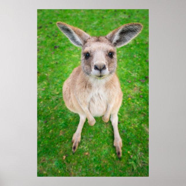 Poster Images Getty | Baby Kangaroo (Devant)