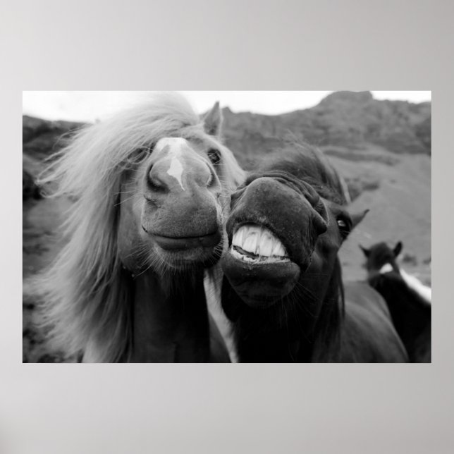 Poster Images Getty | Chevaux souriants (Devant)