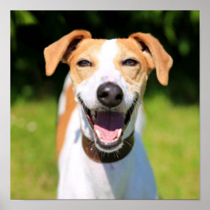 Poster Images Getty   Chien riant